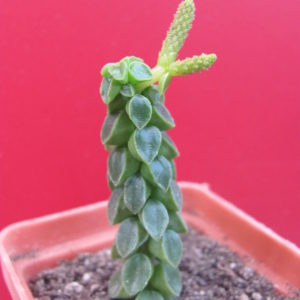 Peperomia    columella