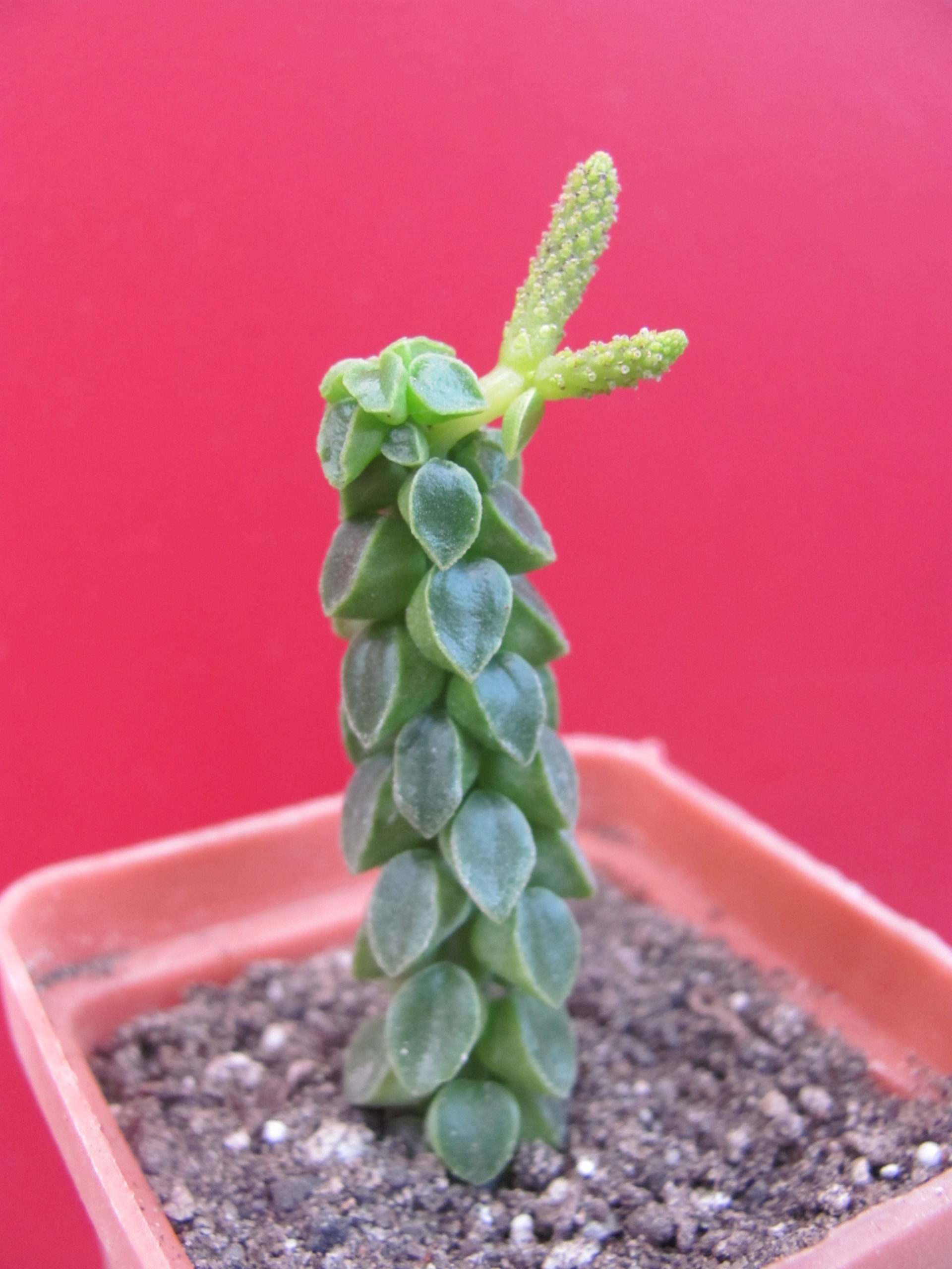 Peperomia    columella