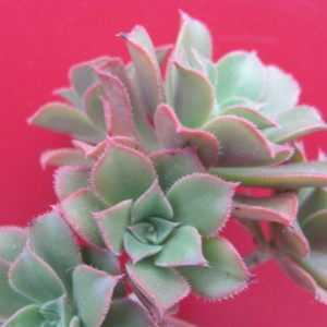 Aeonium   sp.