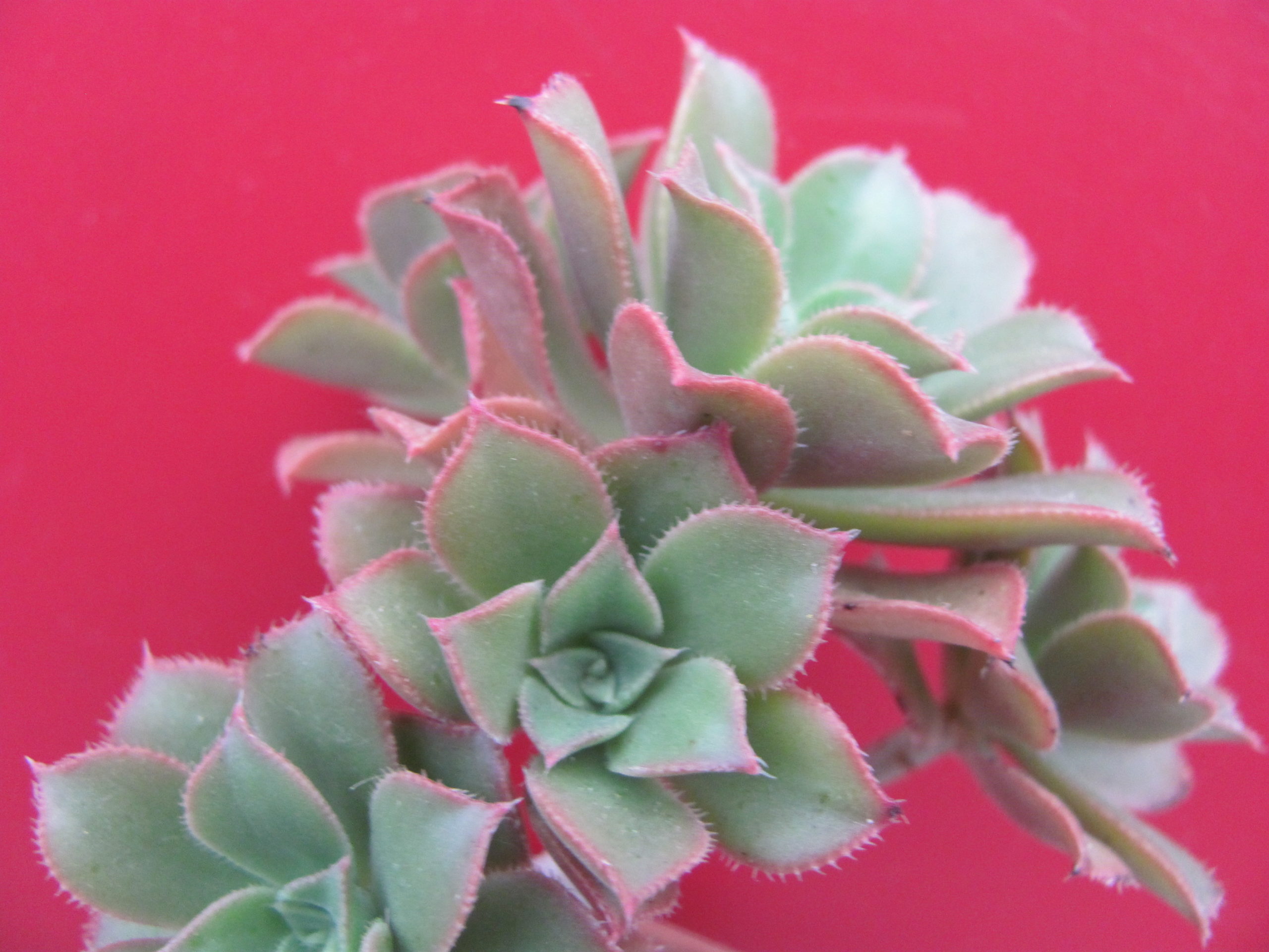 Aeonium   sp.