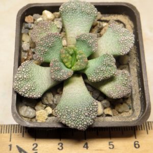 titanopsis calcarea
