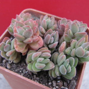Crassula    velutina