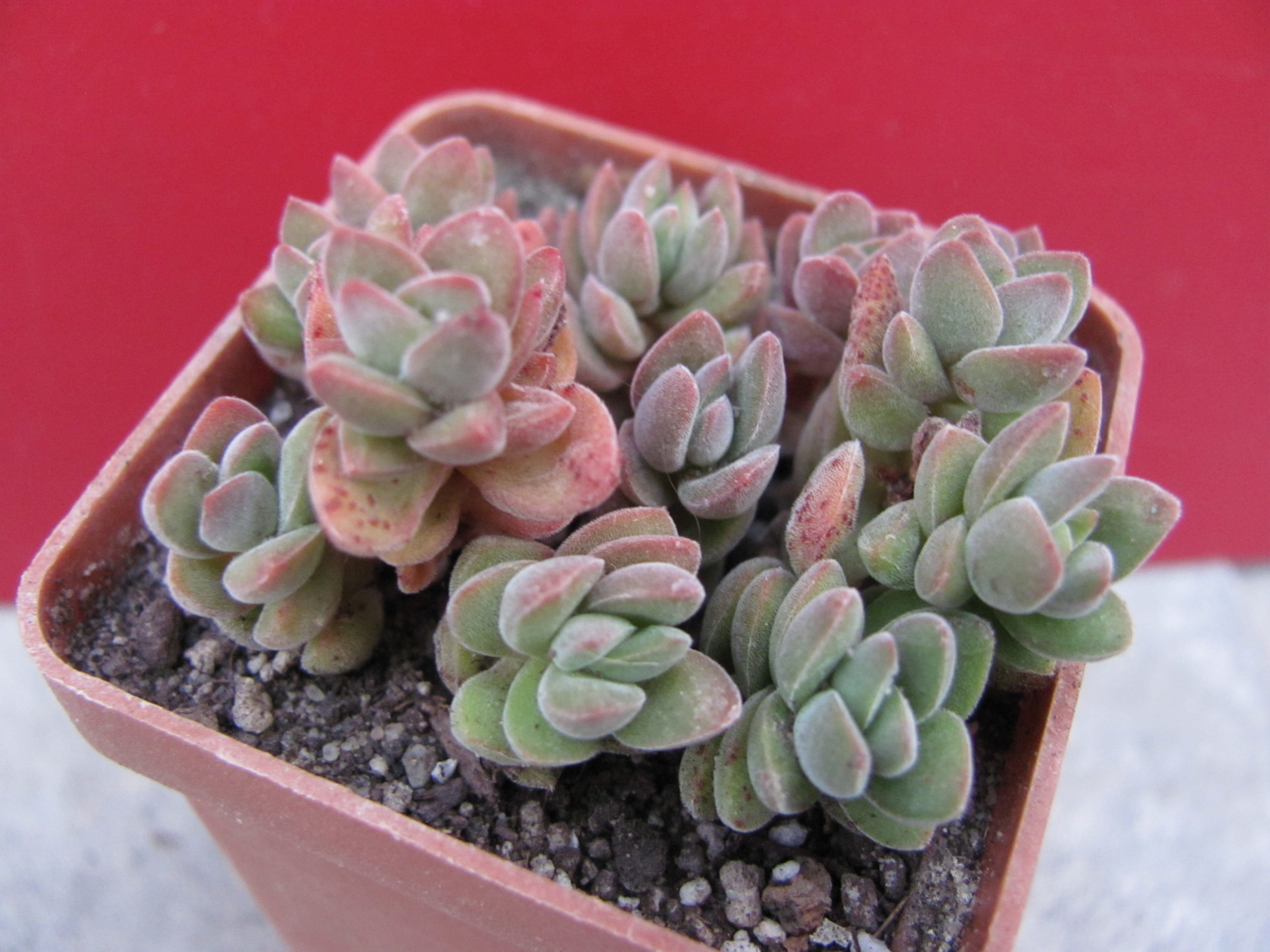 Crassula    velutina