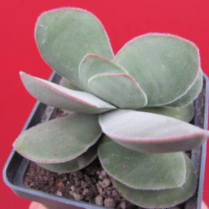 Crassula   cotiledonis