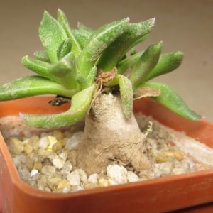 aloinopsis acuta caudex