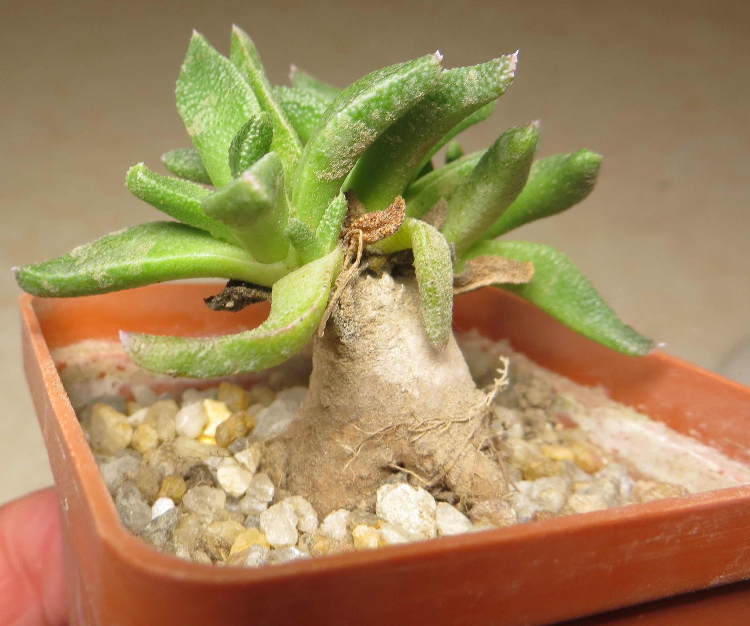 aloinopsis acuta caudex