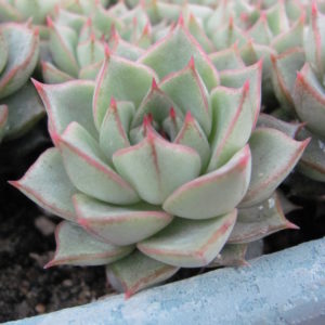 Echeveria     Fabiola