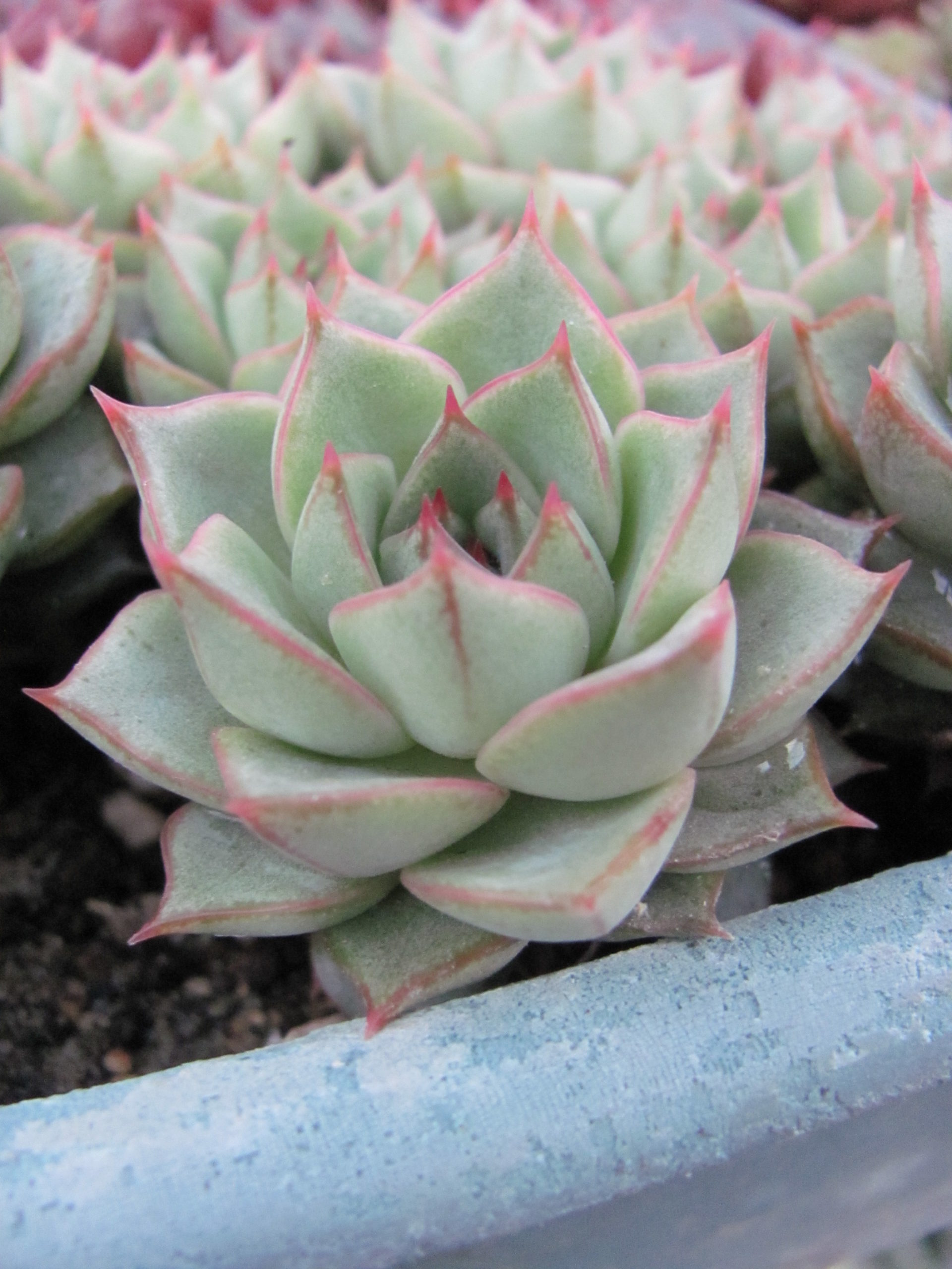 Echeveria Fabiola