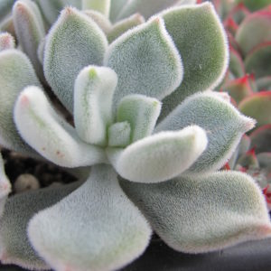 Echeveria    Frosty