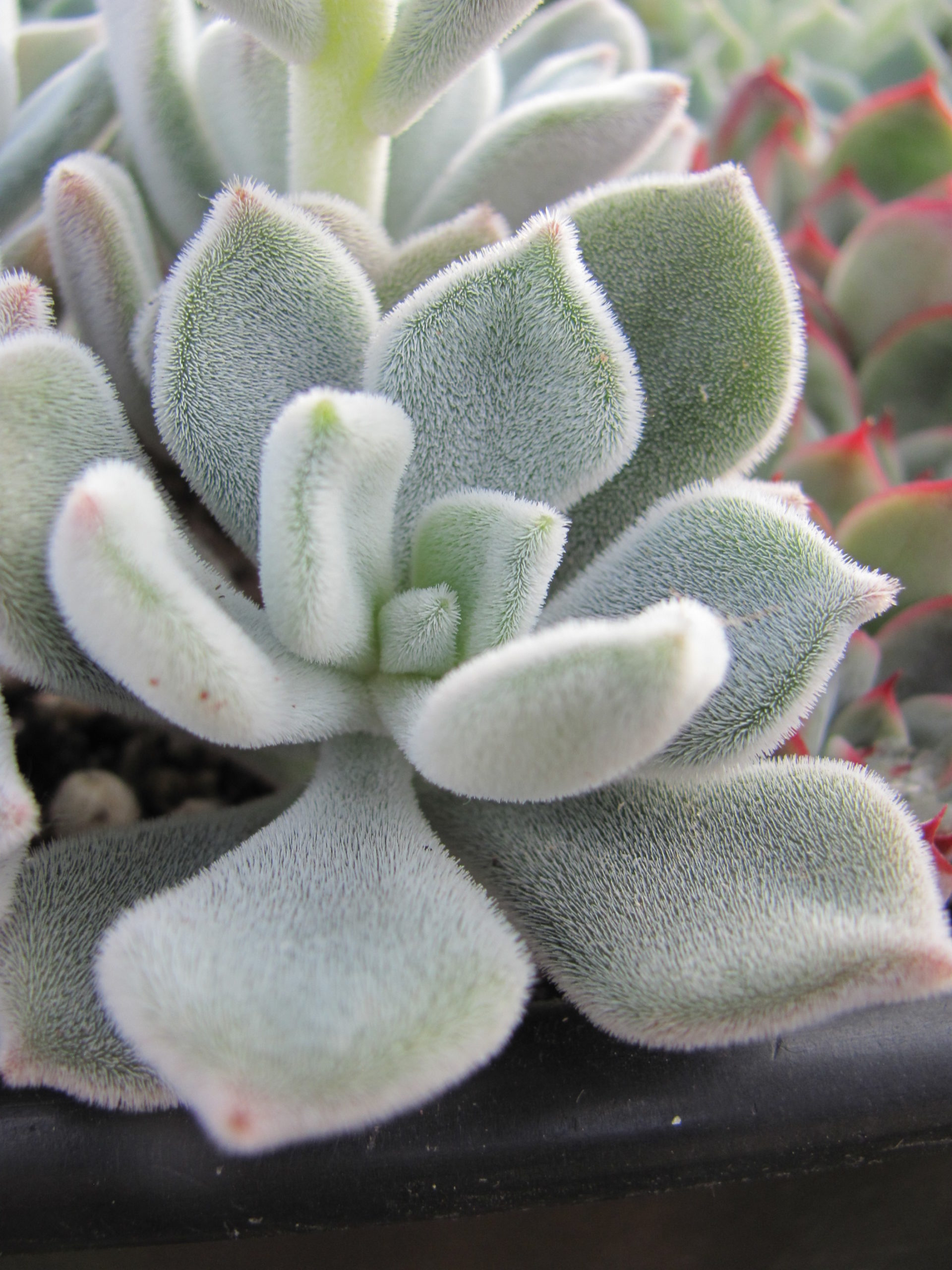 Echeveria Frosty