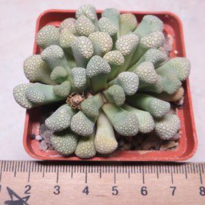 titanopsis schwantesii