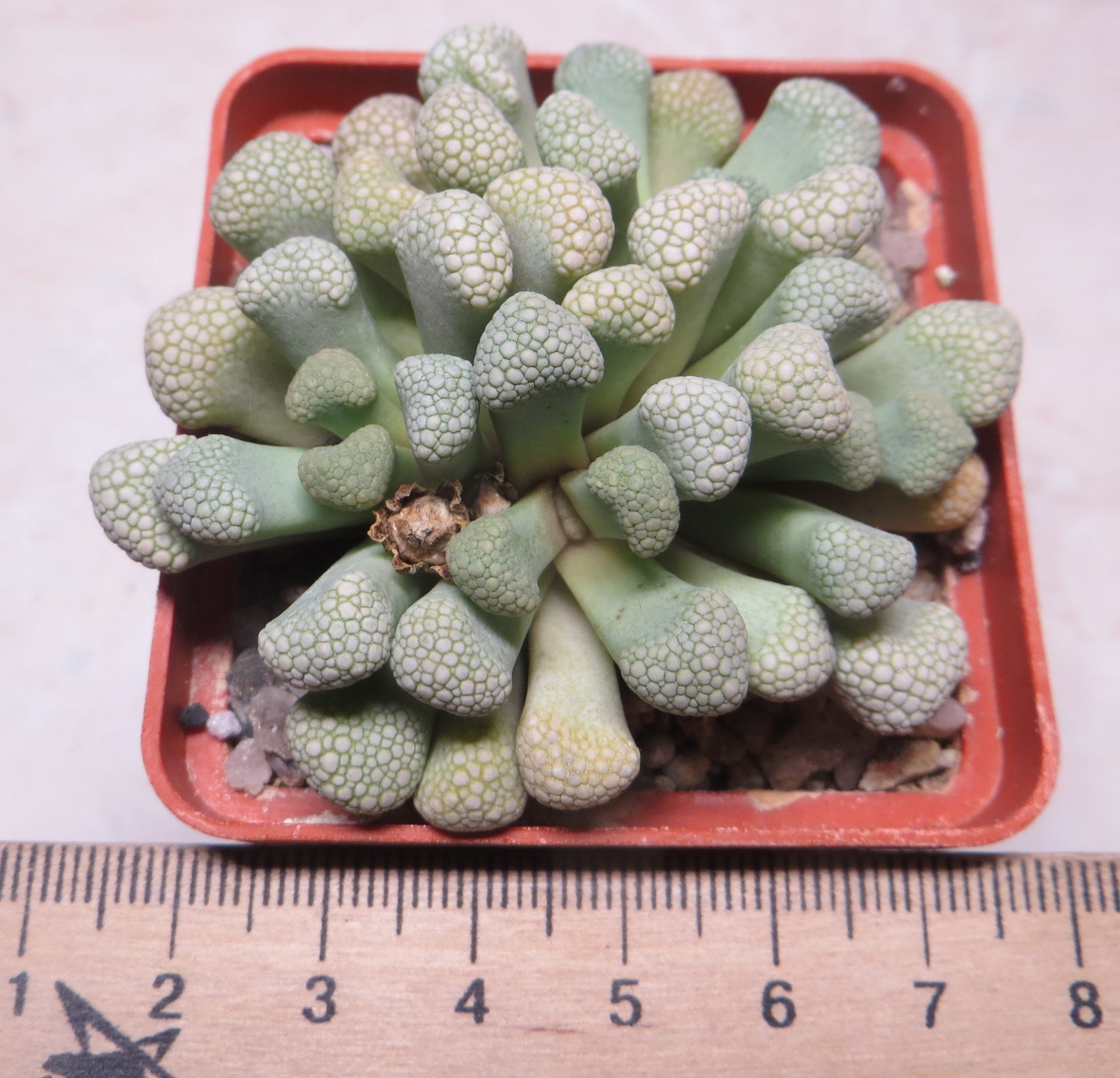 titanopsis schwantesii