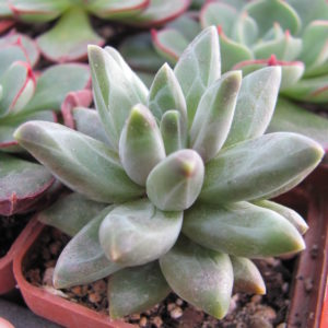 Pachyphytum    compactum    *Purple   Diamond*