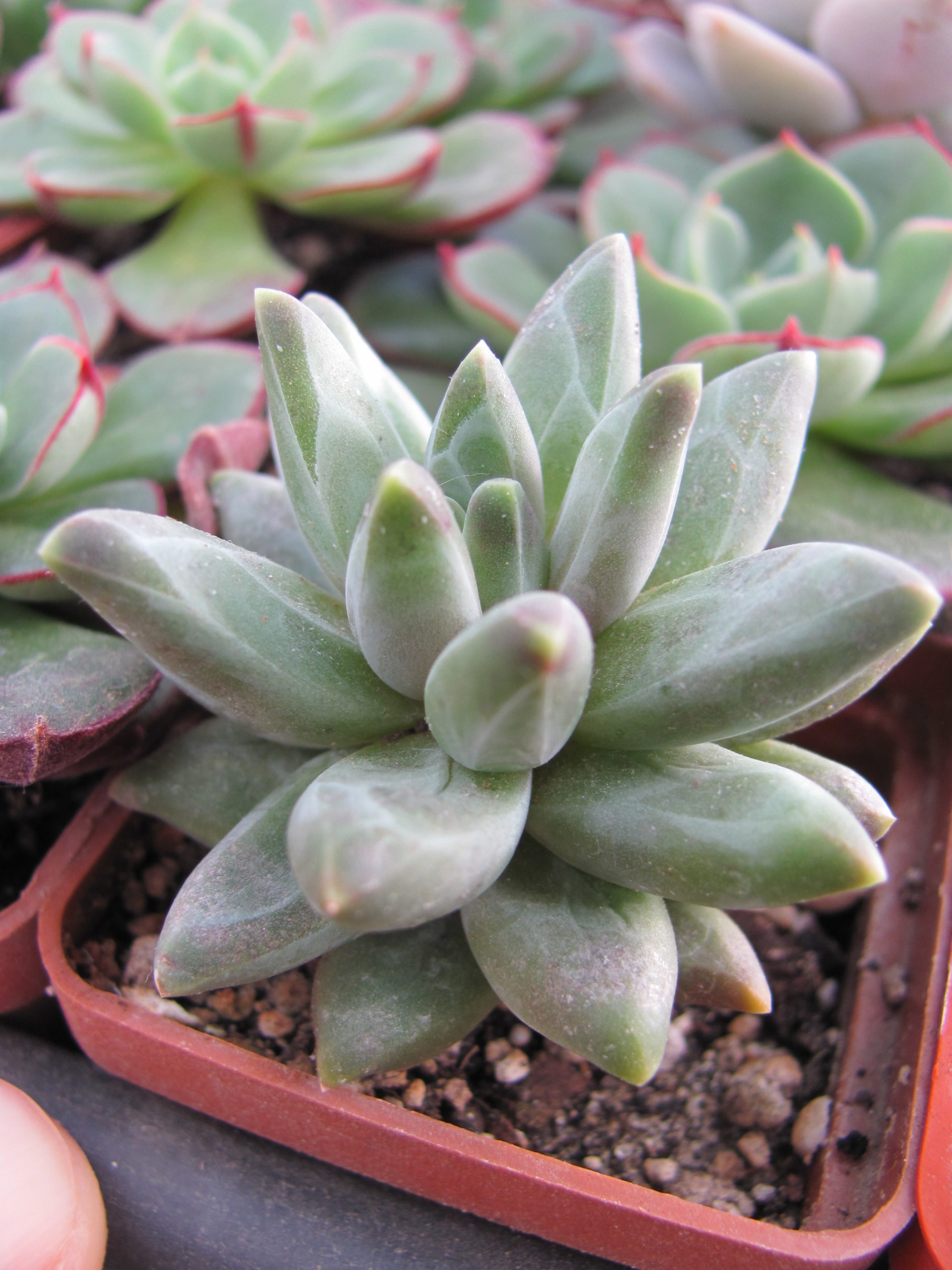Pachyphytum compactum *Purple Diamond*