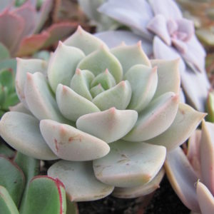 Echeveria    Titubans