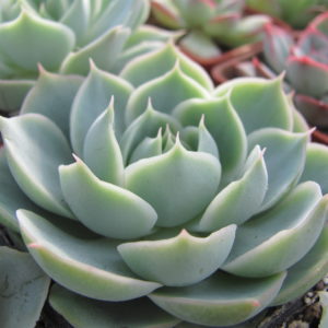 Echeveria    Laguna   Sanchez    hybr.