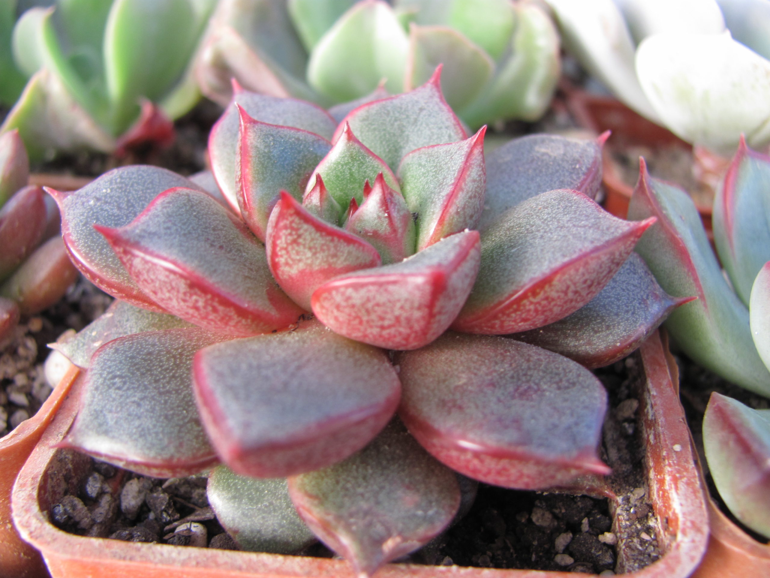 Echeveria purpusorum Red ( hybrid Lipskiy )