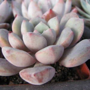 Pachyphytum     oviferum    hybr.        #100