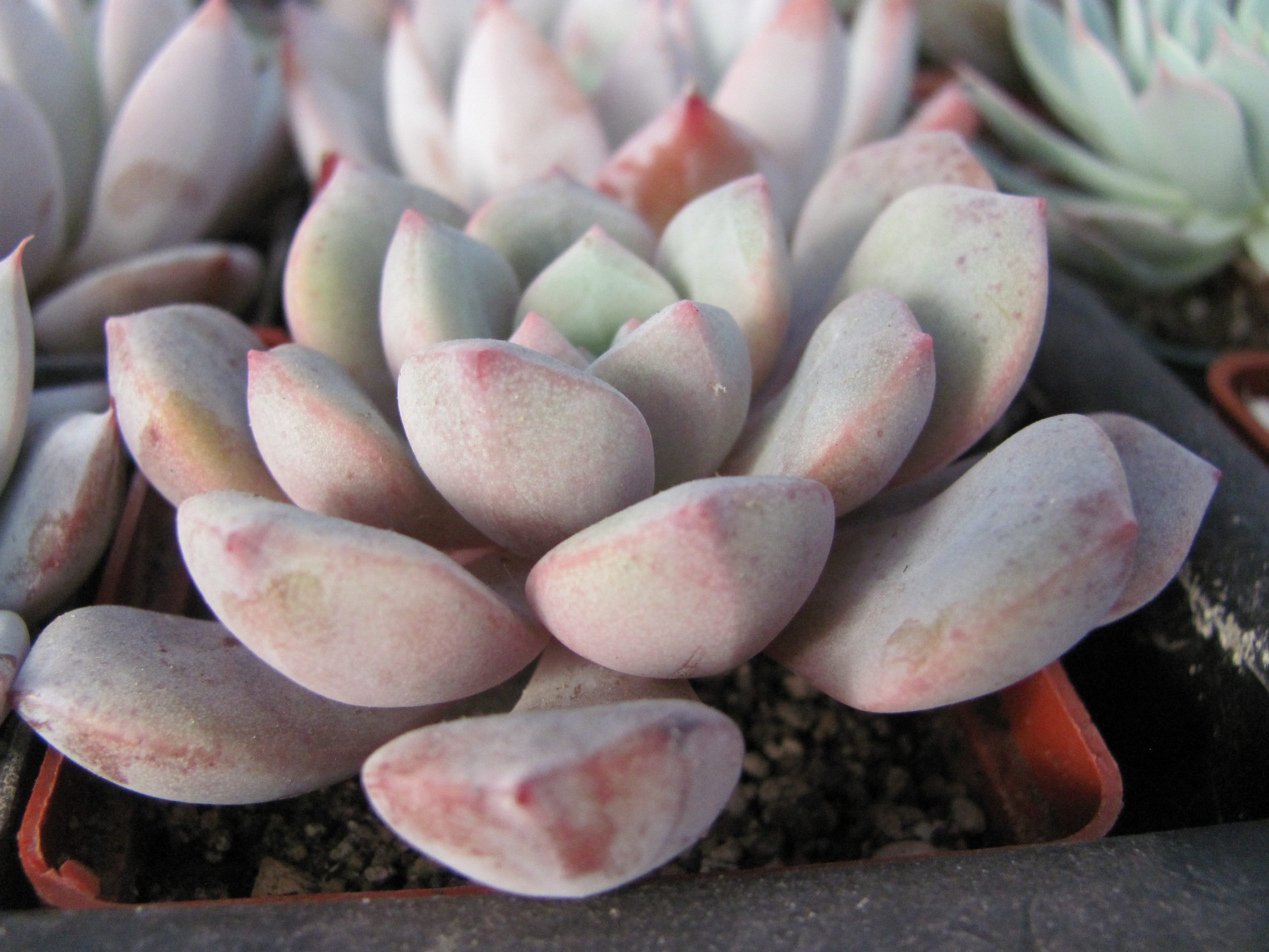 Pachyphytum oviferum hybr. #100