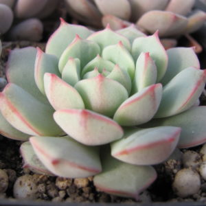 Echeveria      *Panda   Face*
