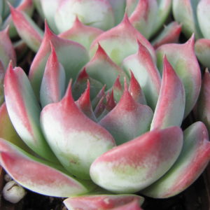 Echeveria     chihuahuensis   Ruby   Blush