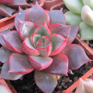 Echeveria    purpusorum    Red     ( hybrid   Lipskiy )