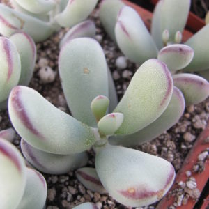 Cotyledon     orbiculata    Oophylla
