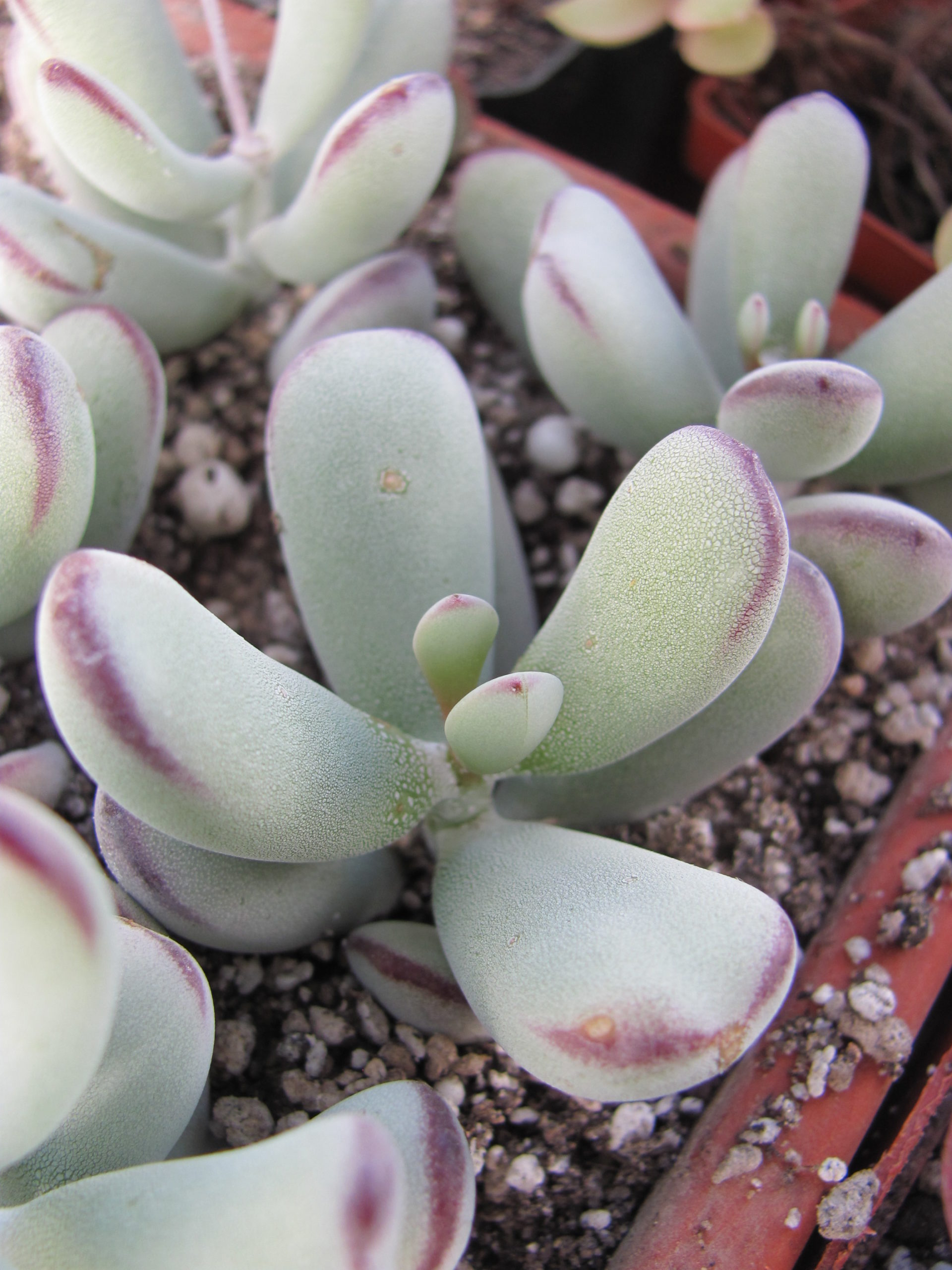 Cotyledon     orbiculata    Oophylla
