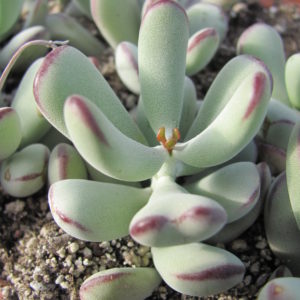 Conophytum     orbiculata    Oophylla