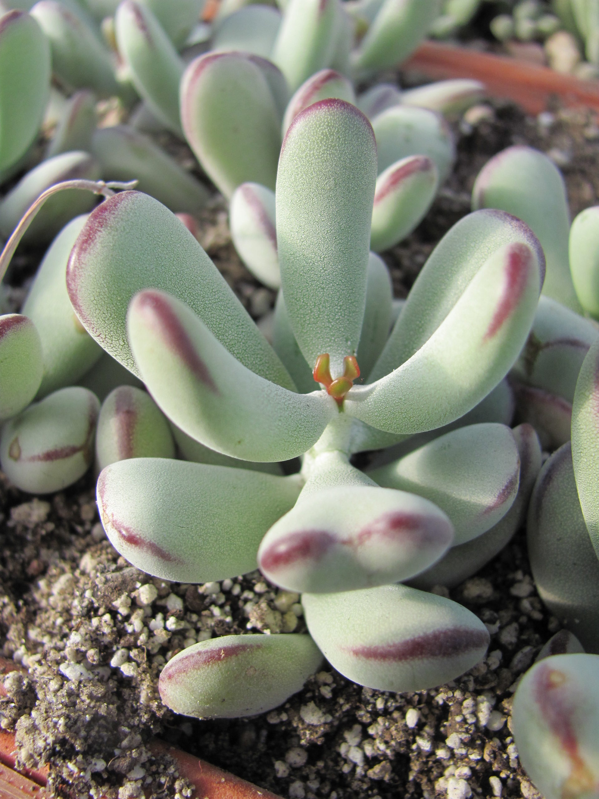 Conophytum     orbiculata    Oophylla