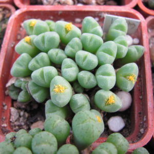 Conophytum   hias