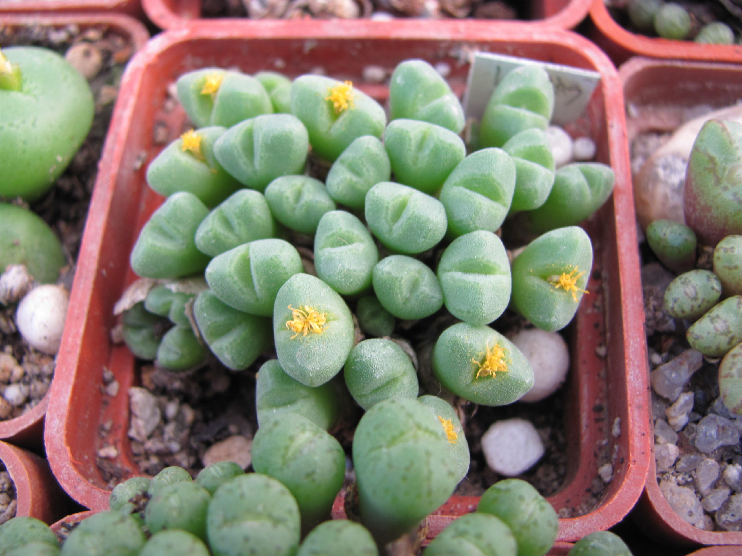 Conophytum   hias