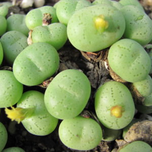 Conophytum    hillii