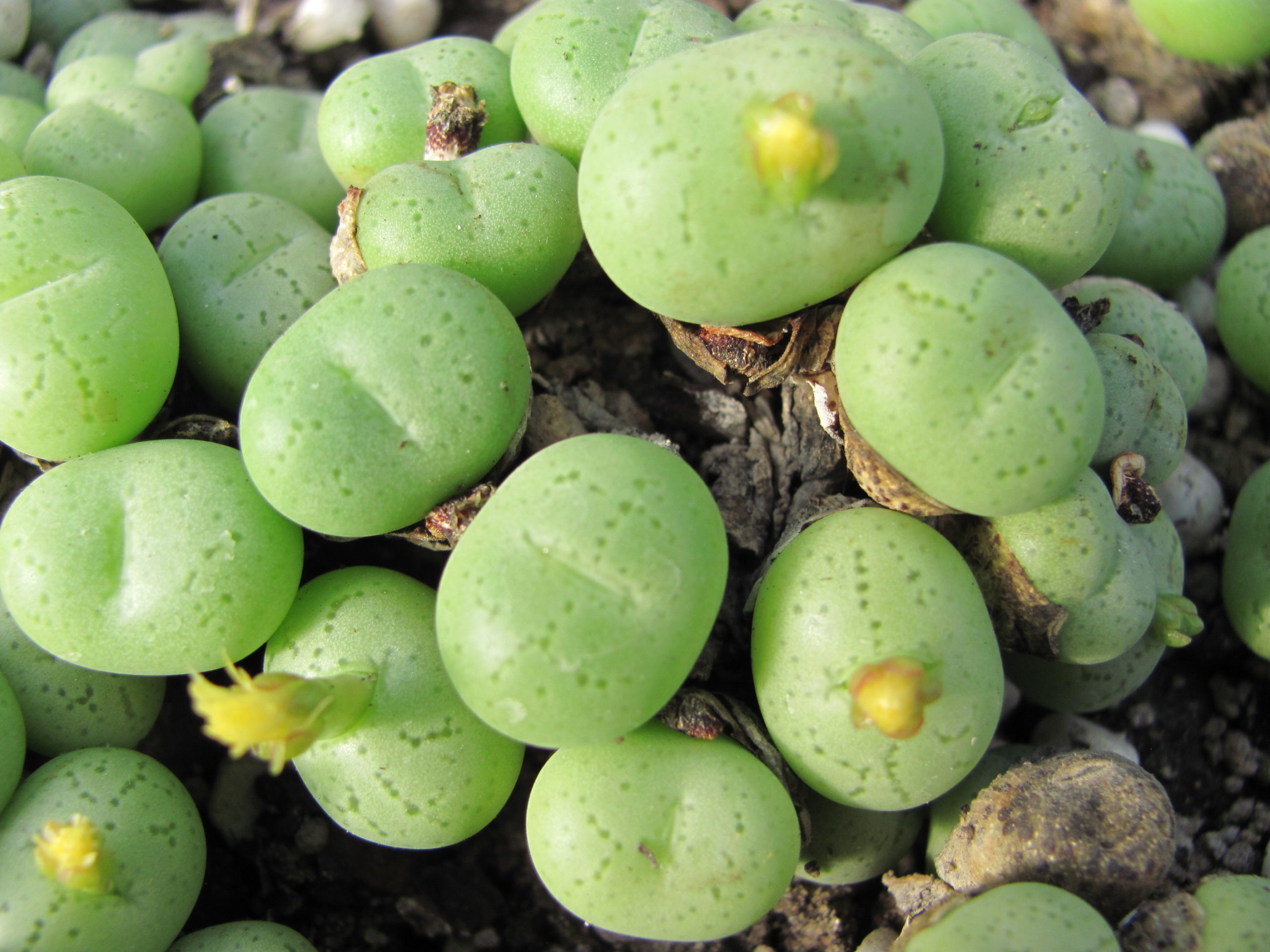 Conophytum    hillii
