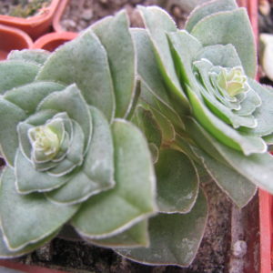 Crassula    hemisphaerica