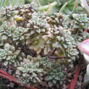 Monanthes    subcrassicaulis