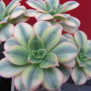 Aeonium    Florescens