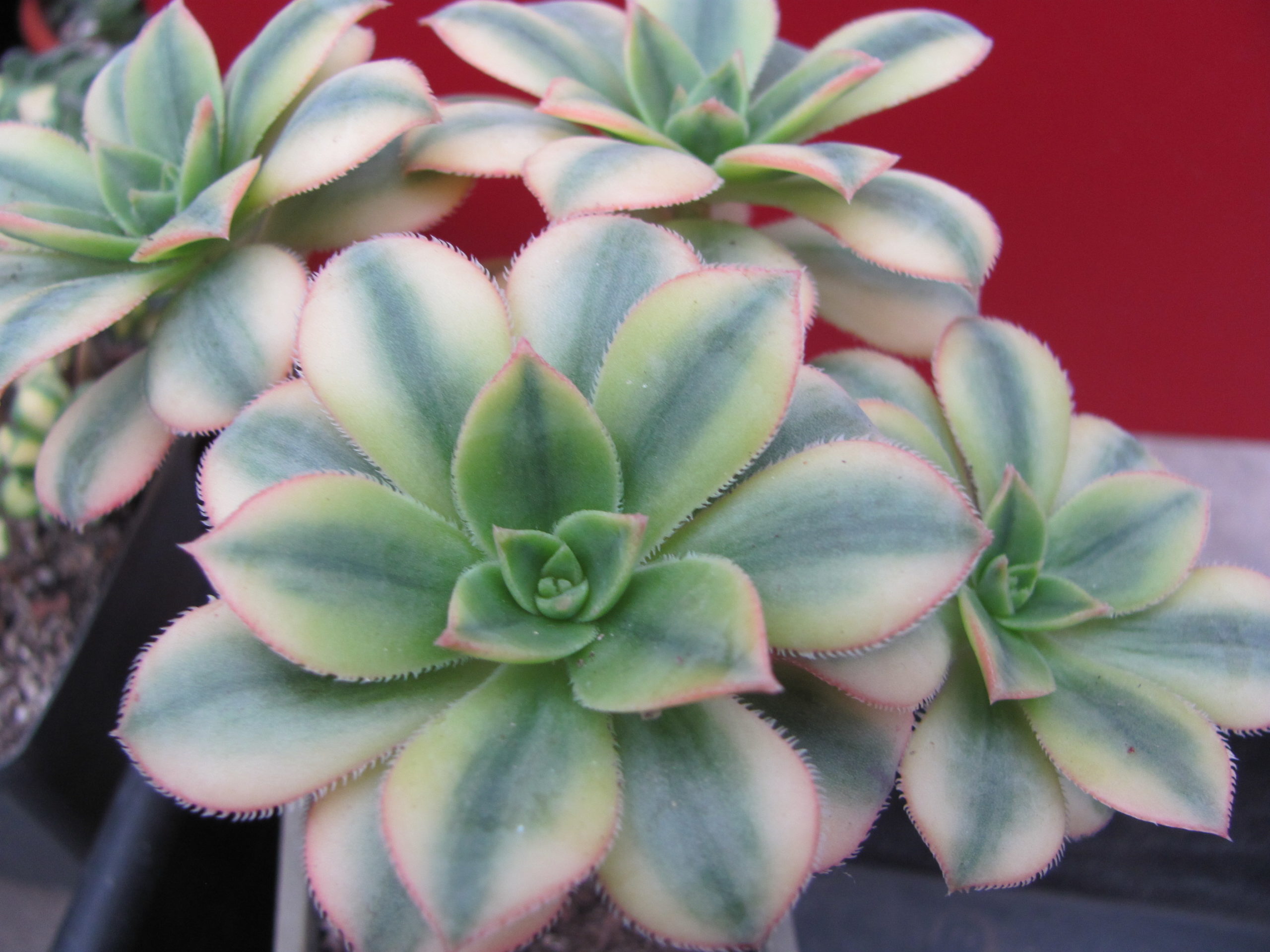 Aeonium    Florescens