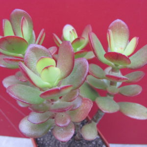 Crassula    ovata   minor