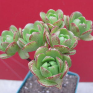 Aeonium    sedifolium    hybr.