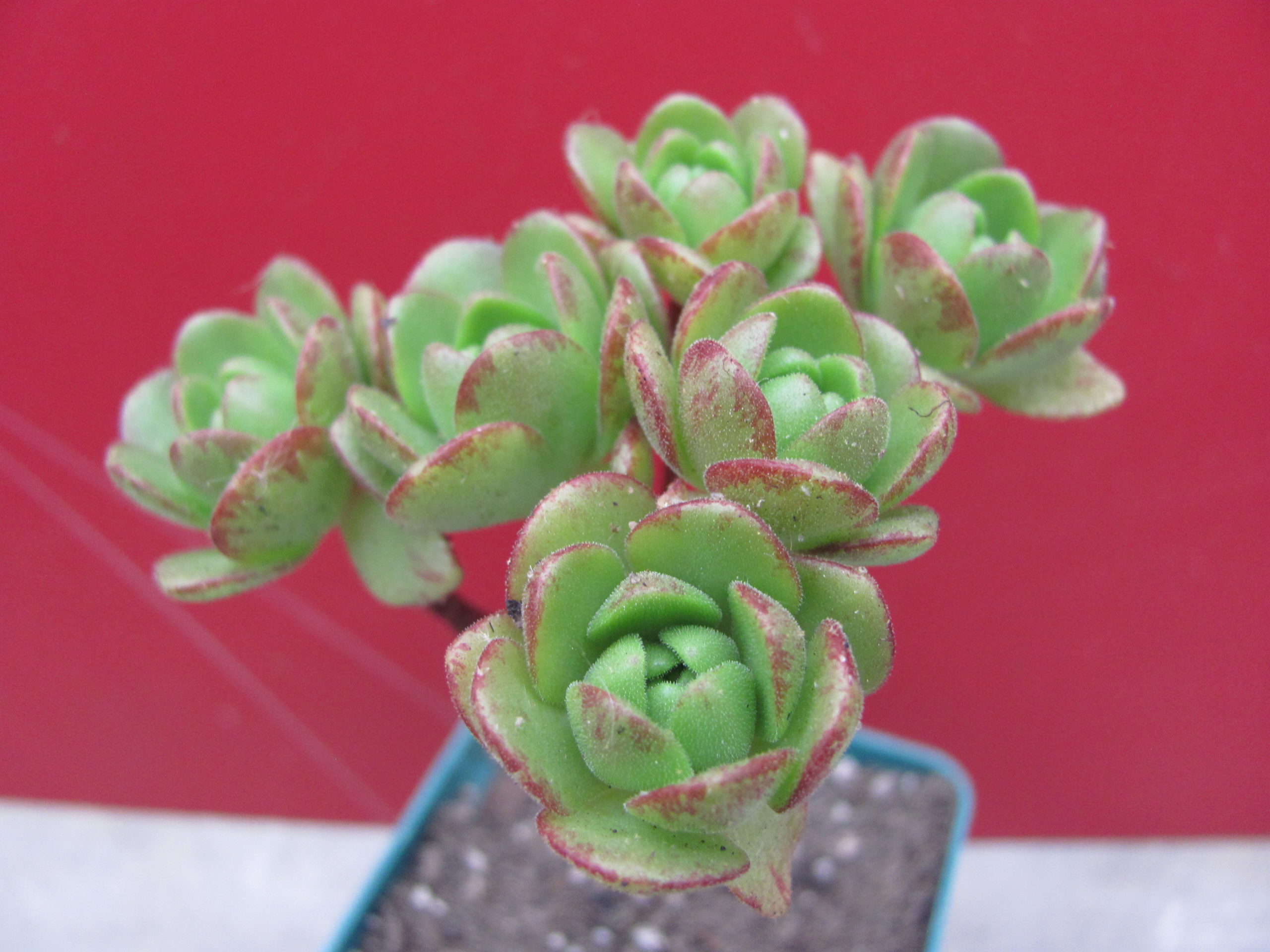 Aeonium    sedifolium    hybr.