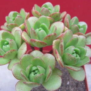 Aeonium   sedifolium   hybr.