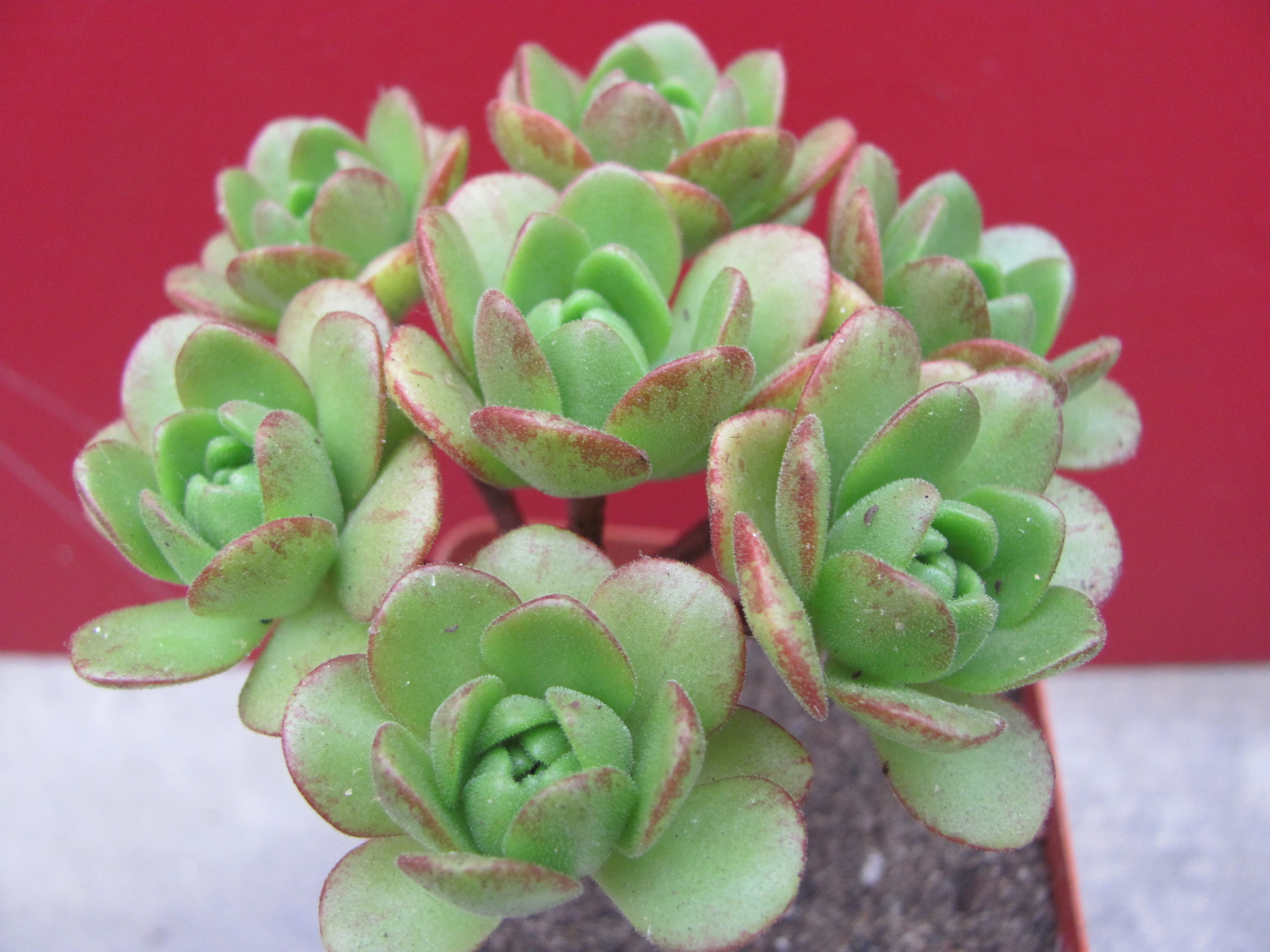 Aeonium   sedifolium   hybr.