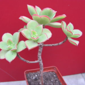 Aeonium   Kiwi