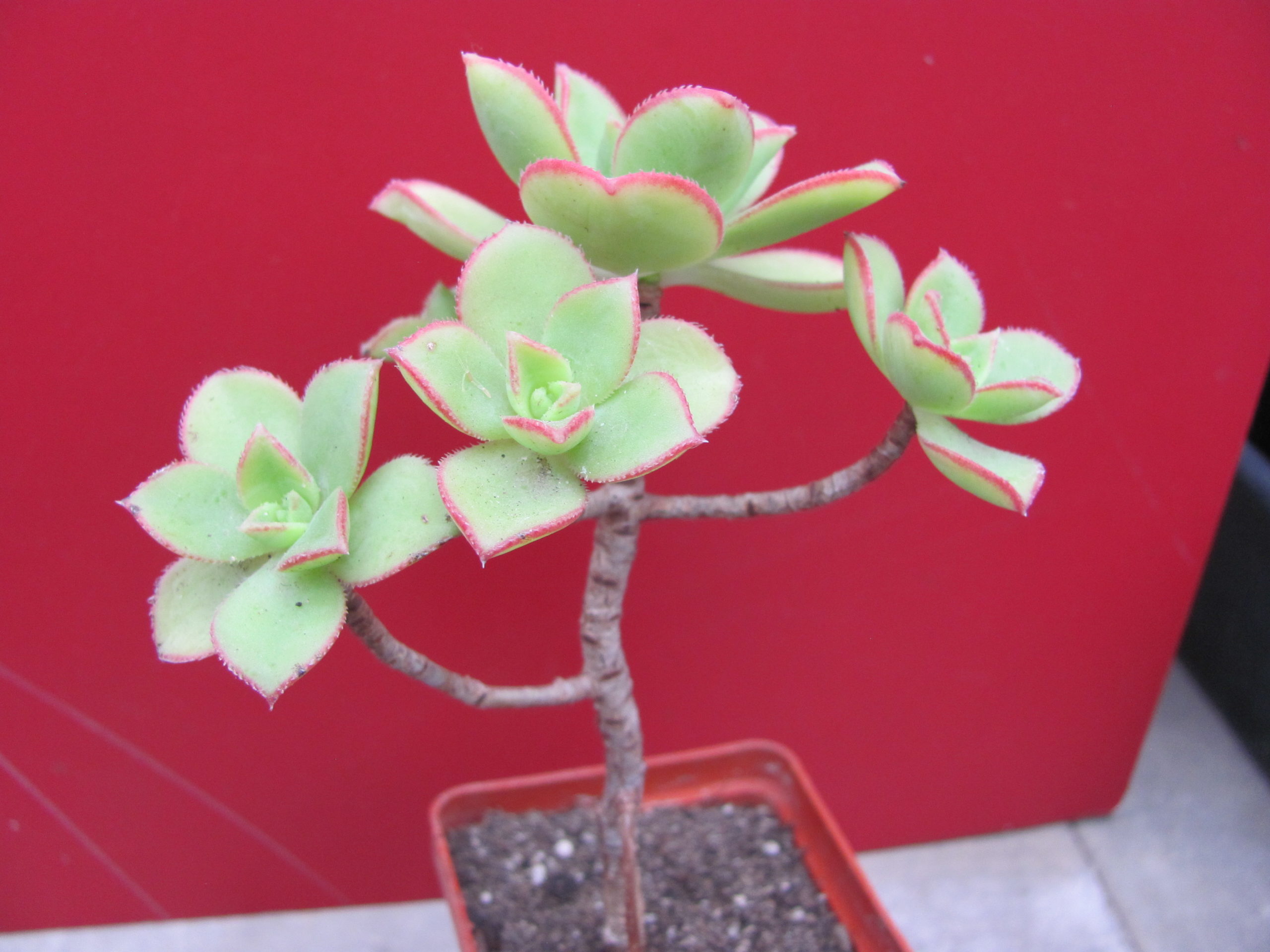Aeonium   Kiwi