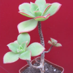 Aeonium   Kiwi