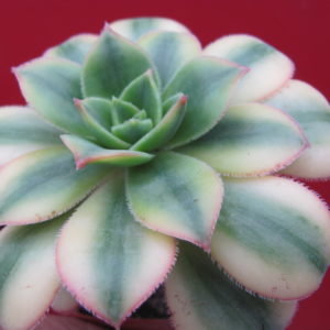 Aeonium   Florescens
