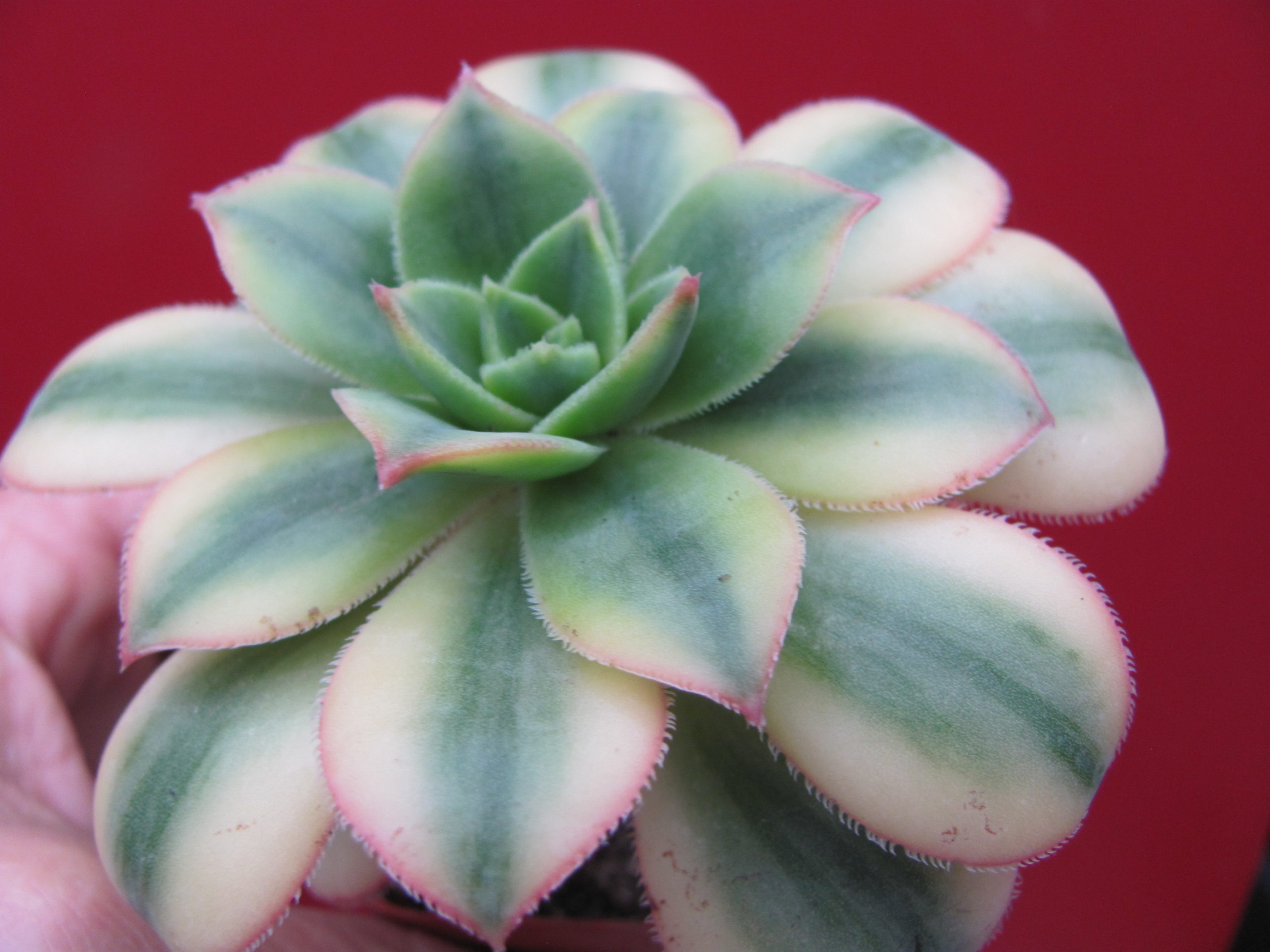 Aeonium   Florescens