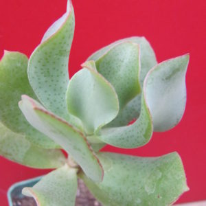 Crassula    Blue   Bird
