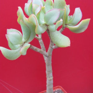 Crassula     Blue   Bird